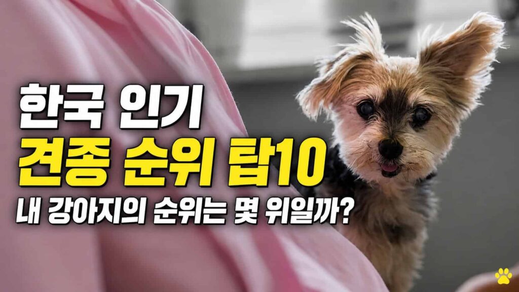 한국 인기 강아지 견종 순위 탑10