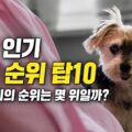 한국 인기 강아지 견종 순위 탑10