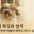 삽살개 특징 성격 귀신 쫓는 천연기념물 매력 키우기 실전 팁