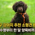 1인 가구 강아지 추천 소형견 BEST5 성격 수명 양육비