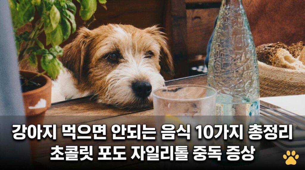 강아지 먹으면 안되는 음식 10가지 초콜릿 포도 자일리톨 중독 증상
