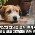 강아지 먹으면 안되는 음식 10가지 초콜릿 포도 자일리톨 중독 증상