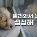 강아지 분리불안 증상 훈련 해결법