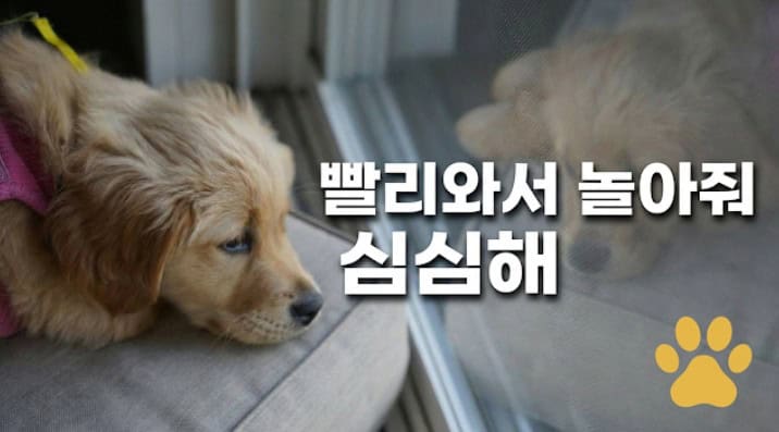강아지 분리불안 증상 훈련 해결법