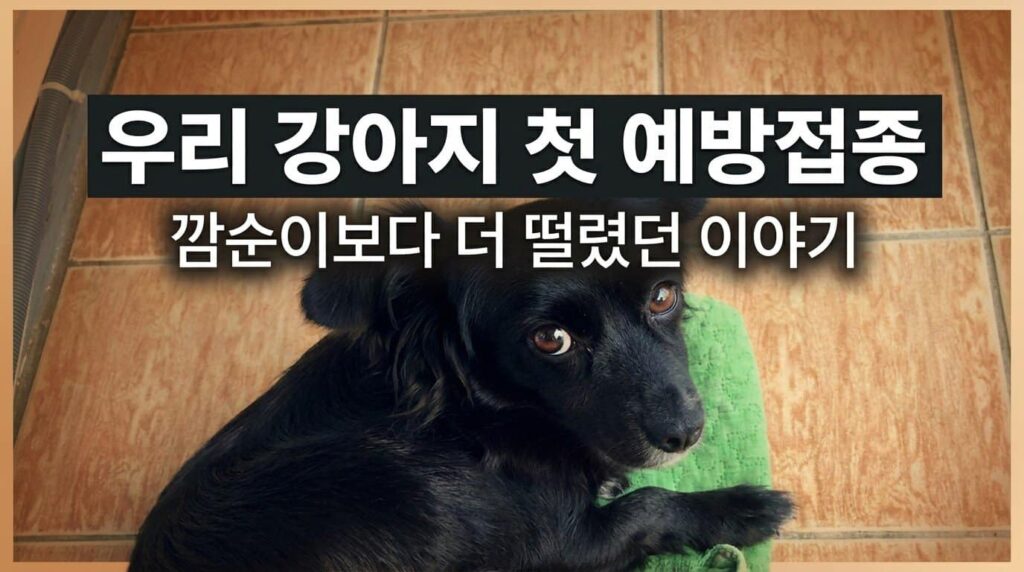강아지 첫 예방접종 깜순이 백신 일정 보호자 반응