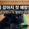 강아지 첫 예방접종 깜순이 백신 일정 보호자 반응