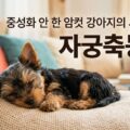 강아지 자궁축농증 증상 중성화 암컷 시한폭탄