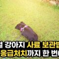 여름철 강아지 사료 보관법 열사병 응급처치