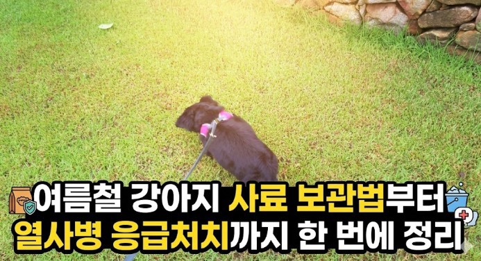 여름철 강아지 사료 보관법 열사병 응급처치