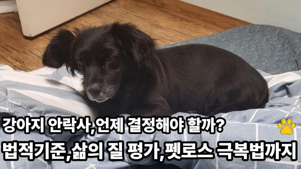 강아지 안락사 결정 법적기준 삶의 질 평가 펫로스 극복