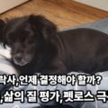 강아지 안락사 결정 법적기준 삶의 질 평가 펫로스 극복