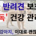 한국 반려견 보호자 필독 건강 관리법