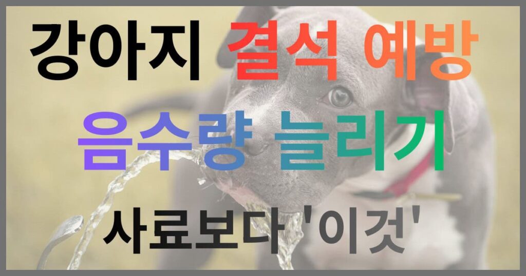 강아지 결석 예방 음수량 늘리기 사료보다 중요한 것