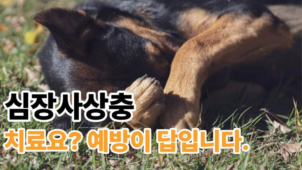 강아지 심장사상충 치료보다 예방이 답
