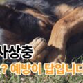 강아지 심장사상충 치료보다 예방이 답