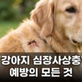 강아지 심장사상충 예방 모든 것 총정리