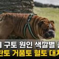 강아지 구토 원인 색깔별 총정리 노란토 거품토 혈토 대처법