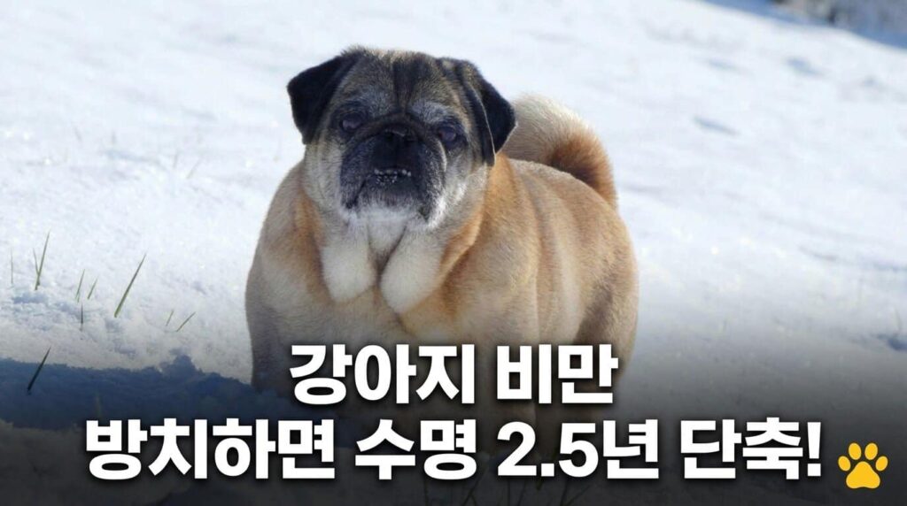 강아지 비만 방치하면 수명 2.5년 단축 체중관리 방법