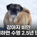 강아지 비만 방치하면 수명 2.5년 단축 체중관리 방법