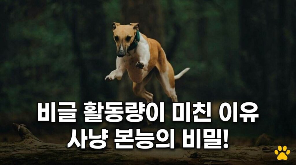 비글 활동량이 미친 이유 사냥 본능의 비밀 특징 성격