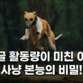 비글 활동량이 미친 이유 사냥 본능의 비밀 특징 성격