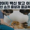 강아지 백신 맞고 이상해요 백신 쇼크 증상 응급처치