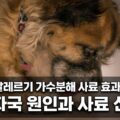 강아지 발바닥 핥는 이유 알레르기 가수분해 사료 눈물자국 선택법