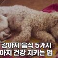 수유 중 강아지 음식 5가지 엄마 강아지 영양 관리
