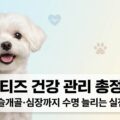 말티즈 건강 관리 총정리 식단 슬개골 심장 수명 늘리는 방법