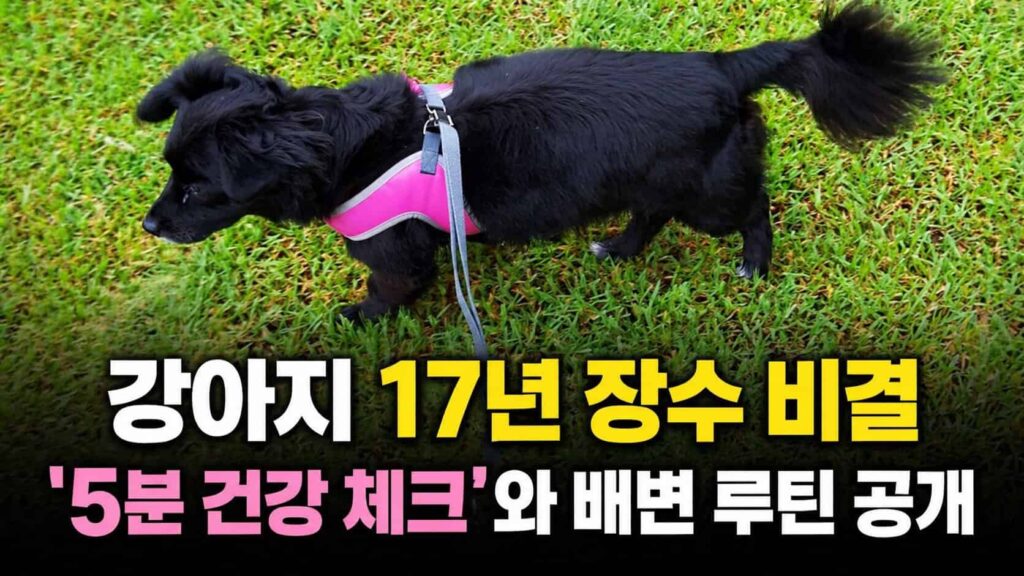 강아지 오래 사는 법 17년 장수견 깜순이 건강 루틴