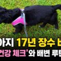 강아지 오래 사는 법 17년 장수견 깜순이 건강 루틴