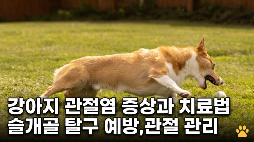강아지 관절염 증상 치료법 슬개골 탈구 예방 관절 관리