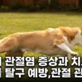 강아지 관절염 증상 치료법 슬개골 탈구 예방 관절 관리