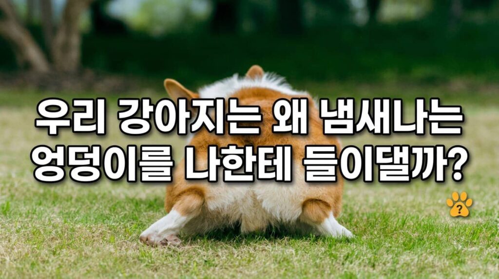 강아지 엉덩이 냄새 맡는 이유 항문낭 스쿠팅 행동