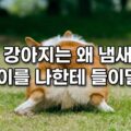 강아지 엉덩이 냄새 맡는 이유 항문낭 스쿠팅 행동