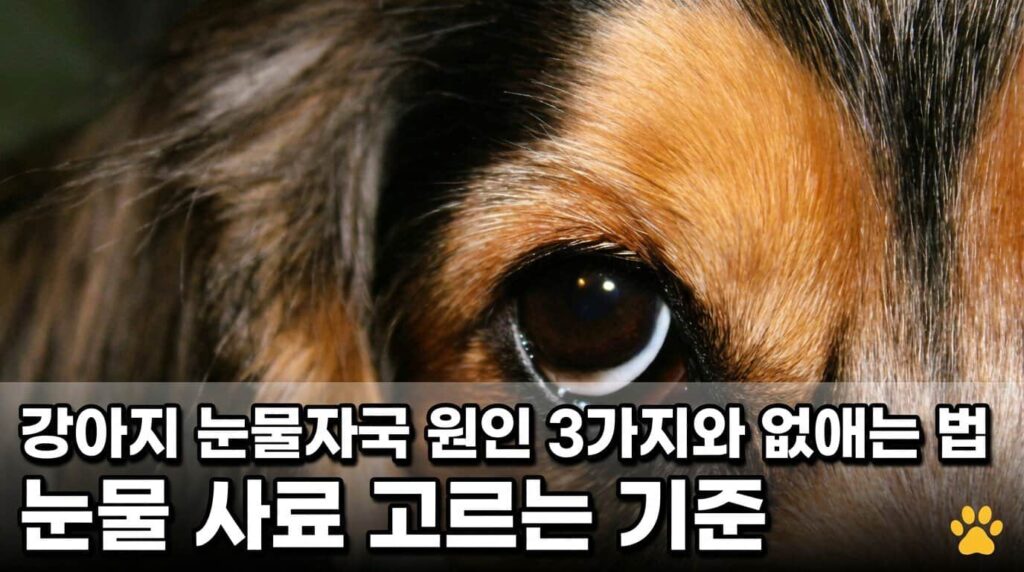 강아지 눈물자국 원인 3가지 없애는 법 눈물 사료 고르는 기준