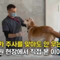 강아지가 주사를 맞아도 안 우는 이유 동물병원 현장