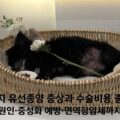 강아지 유선종양 증상 수술비용 면역항암제
