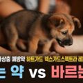 강아지 심장사상충 예방약 하트가드 넥스가드스펙트라 레볼루션 에드보킷 비교