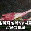 강아지 생식 vs 사료 장단점 비교 선택 가이드