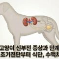 강아지 고양이 신부전 증상 단계별 관리 SDMA 조기진단 식단 수액치료
