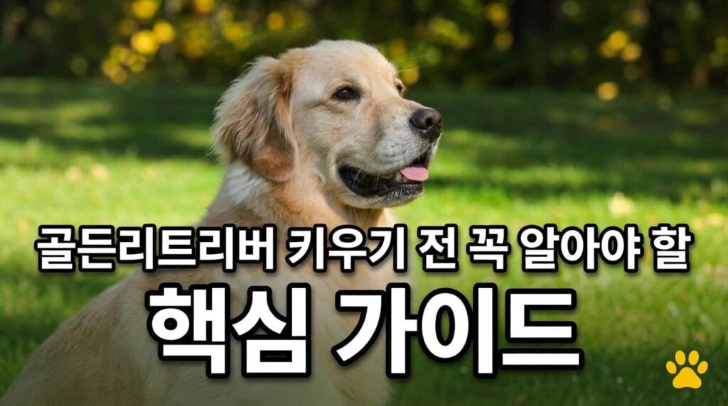 골든리트리버 키우기 전 꼭 알아야 할 핵심 가이드