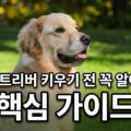 골든리트리버 키우기 전 꼭 알아야 할 핵심 가이드