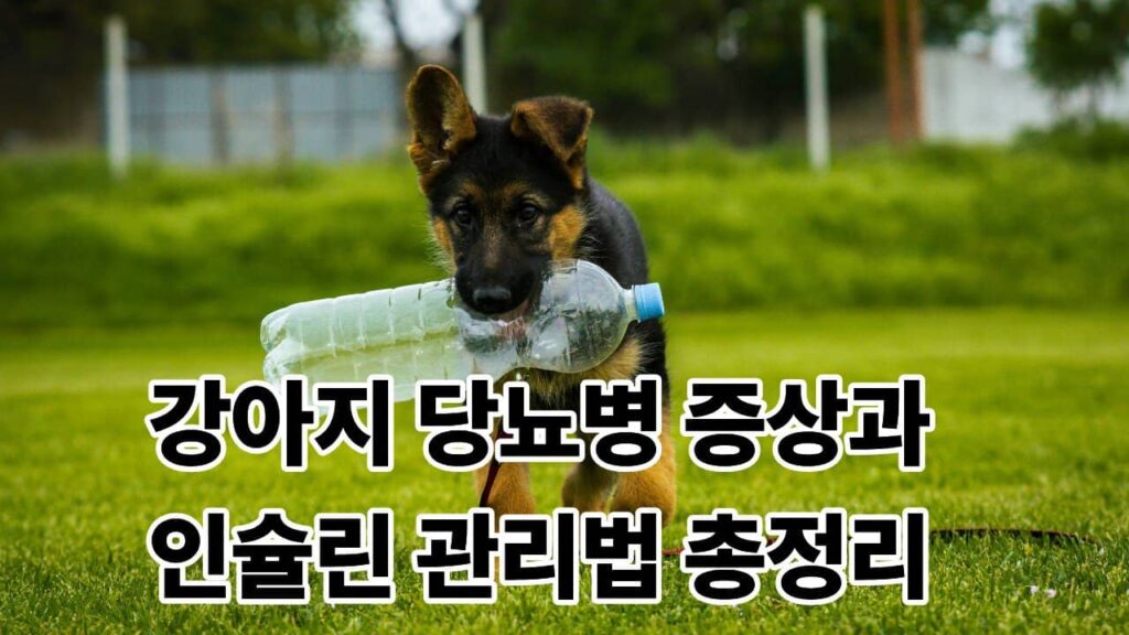 강아지 당뇨병 증상 인슐린 관리법 총정리