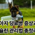 강아지 당뇨병 증상 인슐린 관리법 총정리