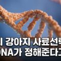 강아지 DNA 유전자 검사 사료 선택 맞춤 영양