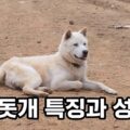 진돗개 특징과 성격 키우기 주의사항 천연기념물