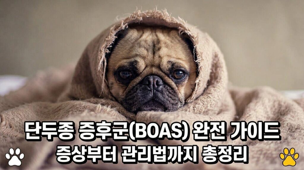 강아지 단두종 증후군 BOAS 증상 관리법 퍼그 불독