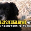 벚꽃이 핀 봄날 검은 강아지 깜순이 - 프론트라인 피프로닐 완벽 분석