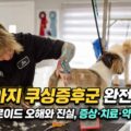 강아지 쿠싱증후군 증상과 스테로이드 오해와 진실 완전정리